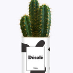 Désolé - Cactus