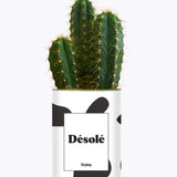 Désolé - Cactus