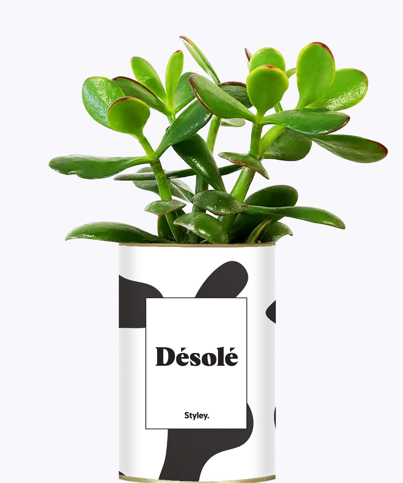 Désolé - Cactus
