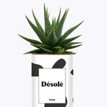 Désolé - Cactus