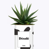 Désolé - Cactus