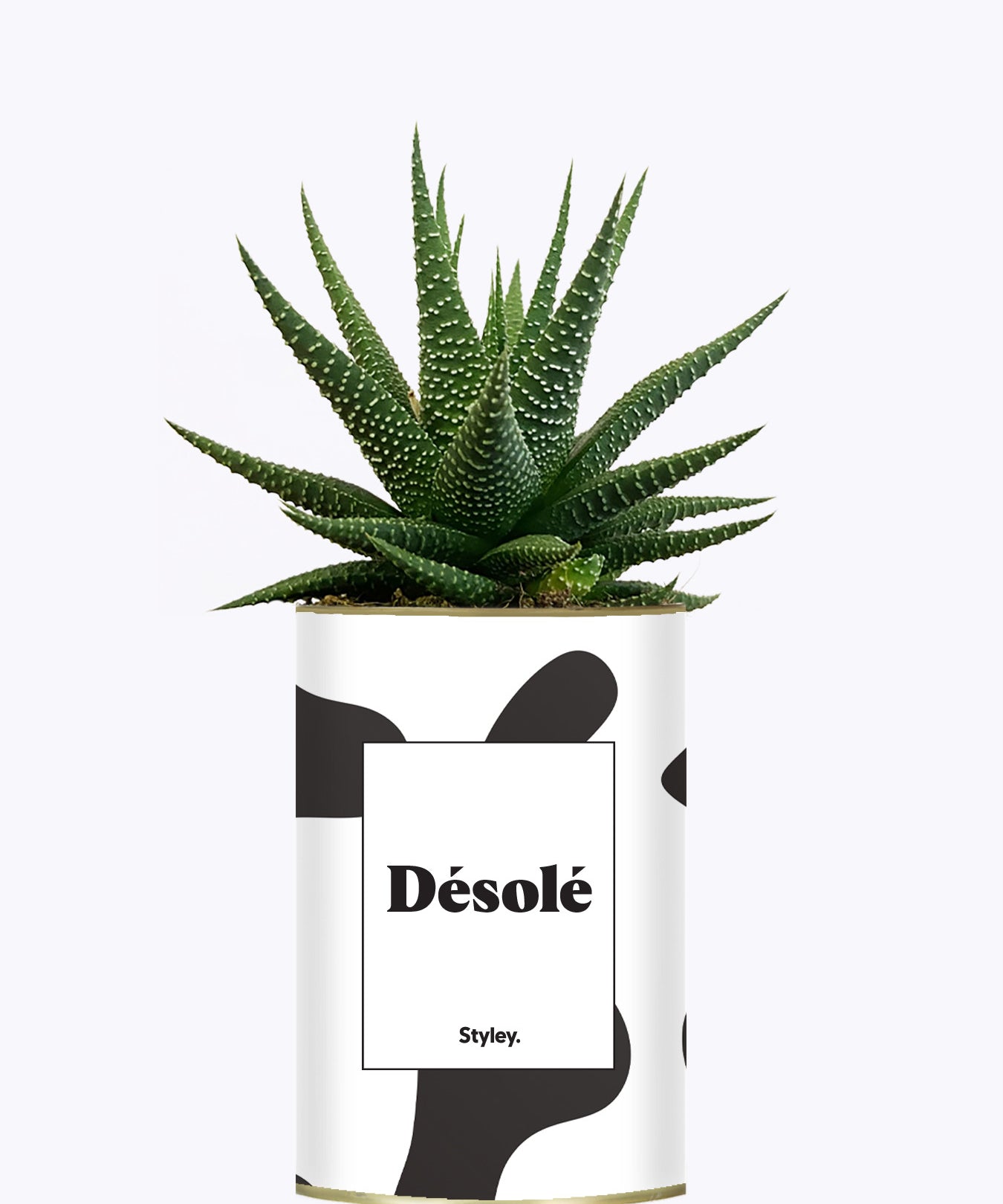 Désolé - Cactus