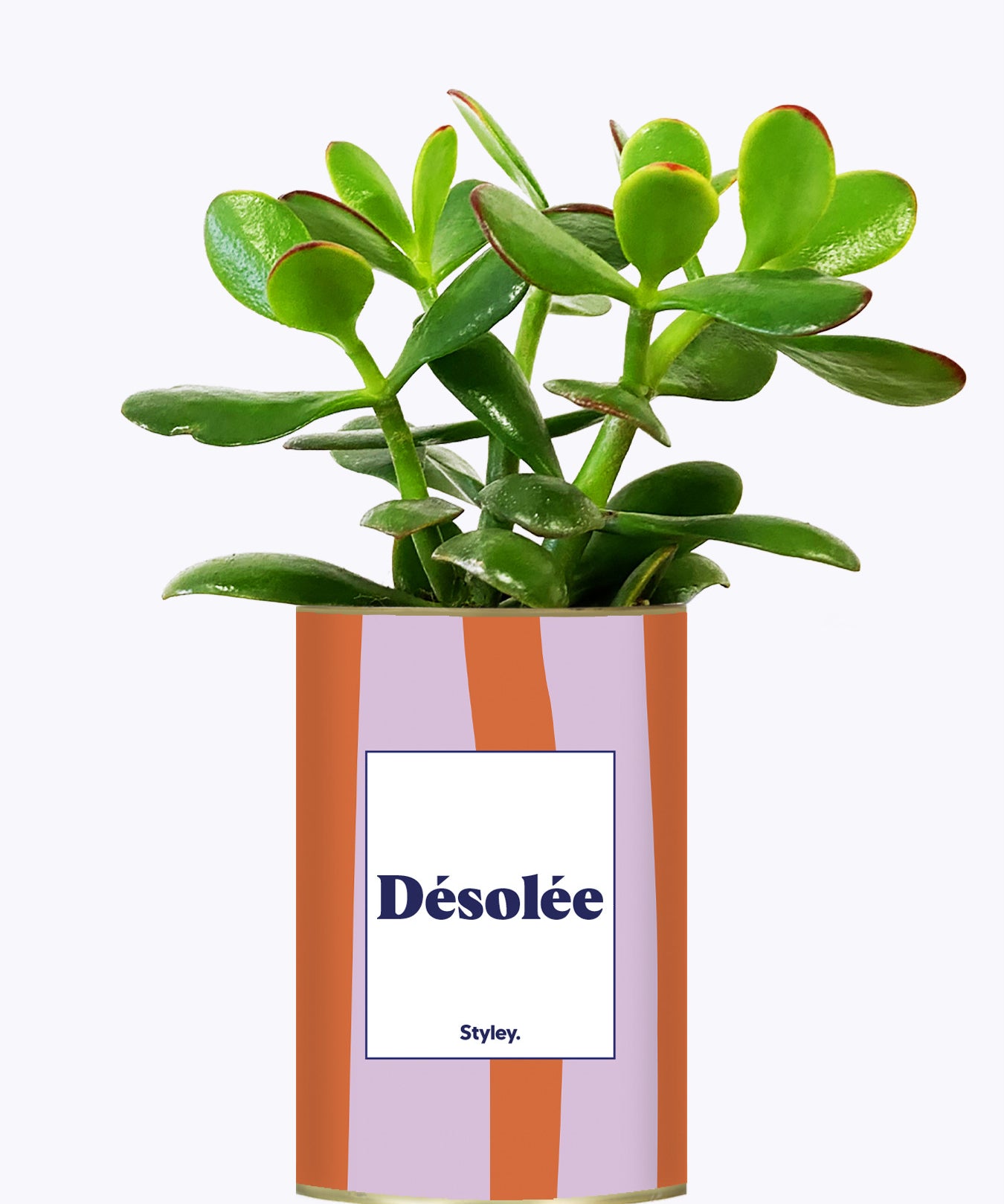 Désolée - Cactus