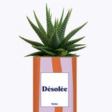 Désolée - Cactus