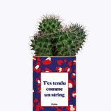 T'es tendu comme un string - Cactus
