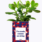 T'es tendu comme un string - Cactus