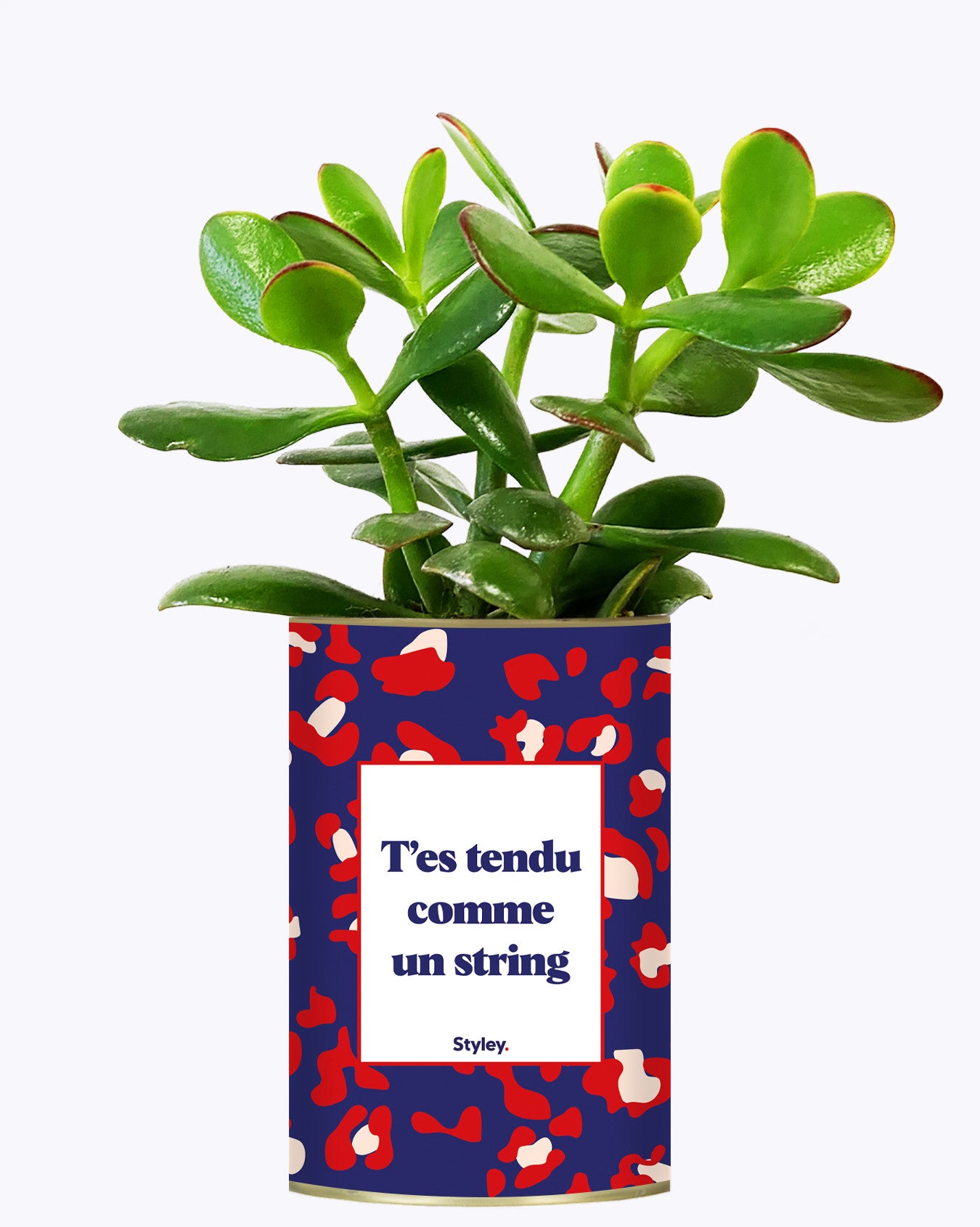 T'es tendu comme un string - Cactus