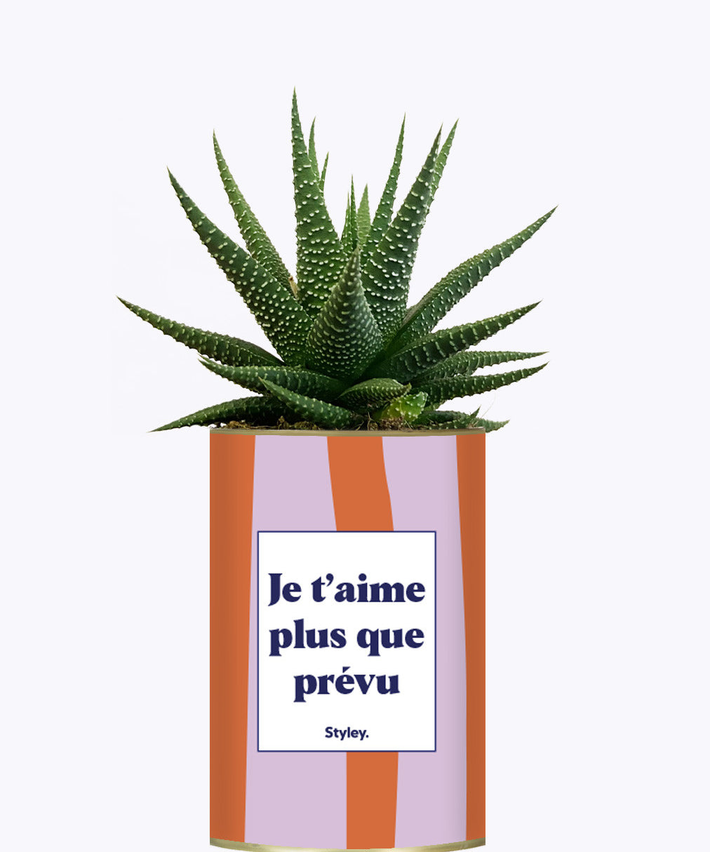 Je t'aime plus que prévu - Cactus