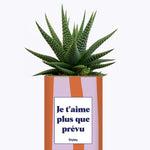Je t'aime plus que prévu - Cactus