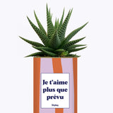 Je t'aime plus que prévu - Cactus