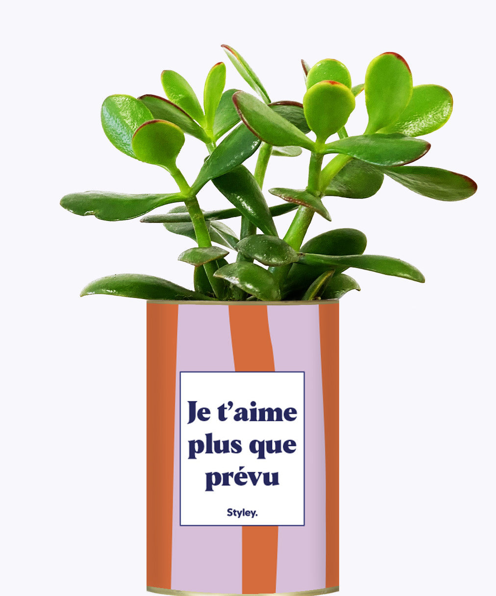 Je t'aime plus que prévu - Cactus