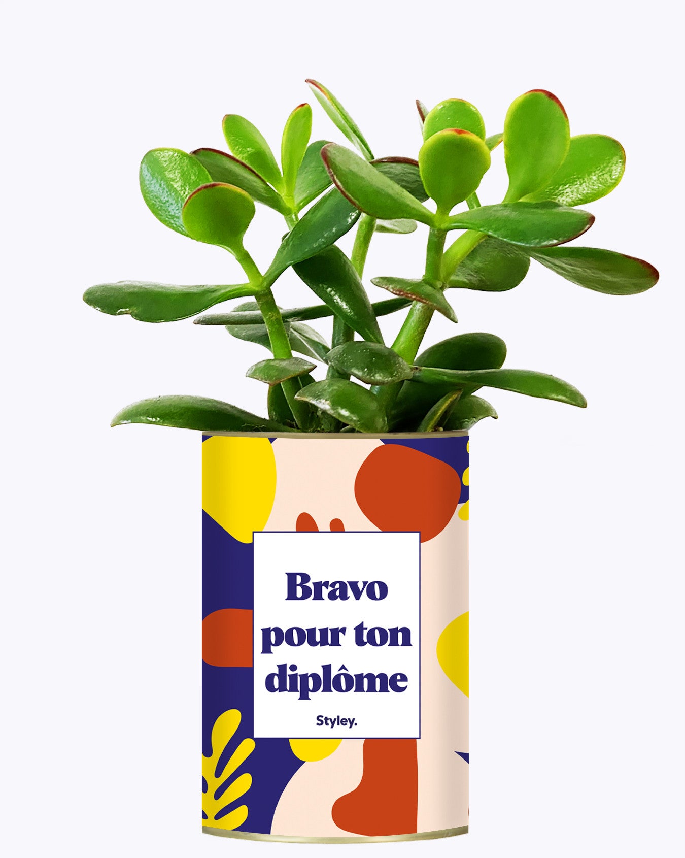 Bravo pour ton permis - Cactus