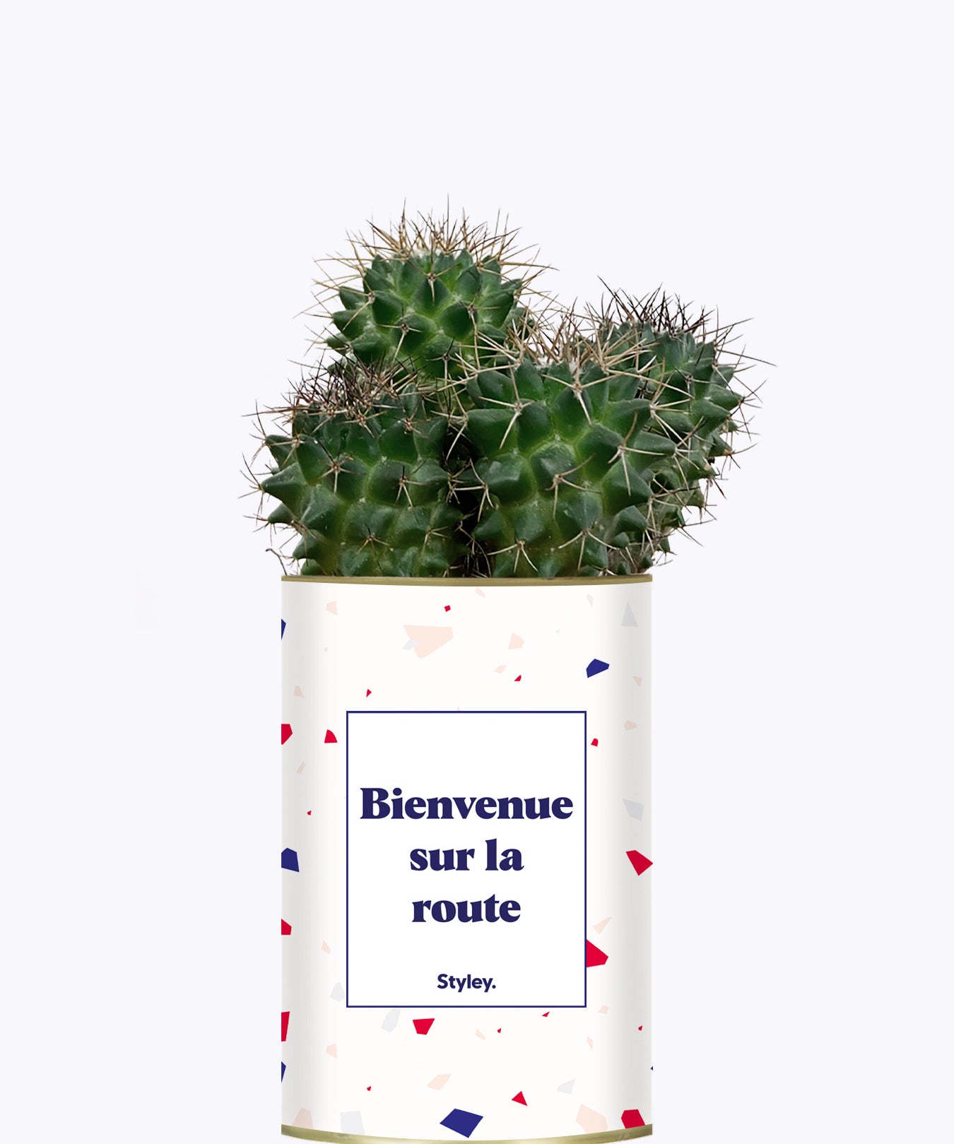 Bienvenue sur la route - Cactus