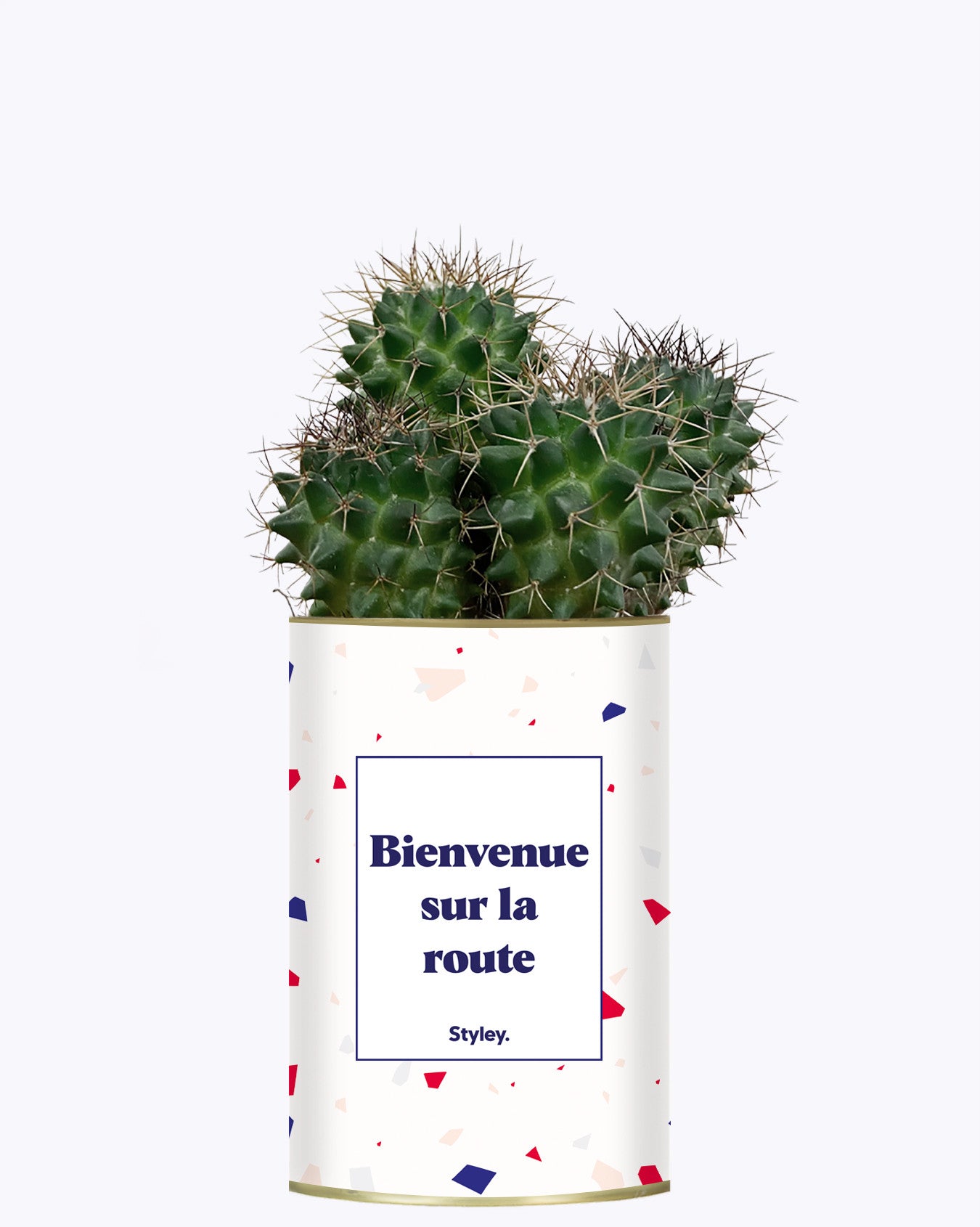Bienvenue sur la route - Cactus