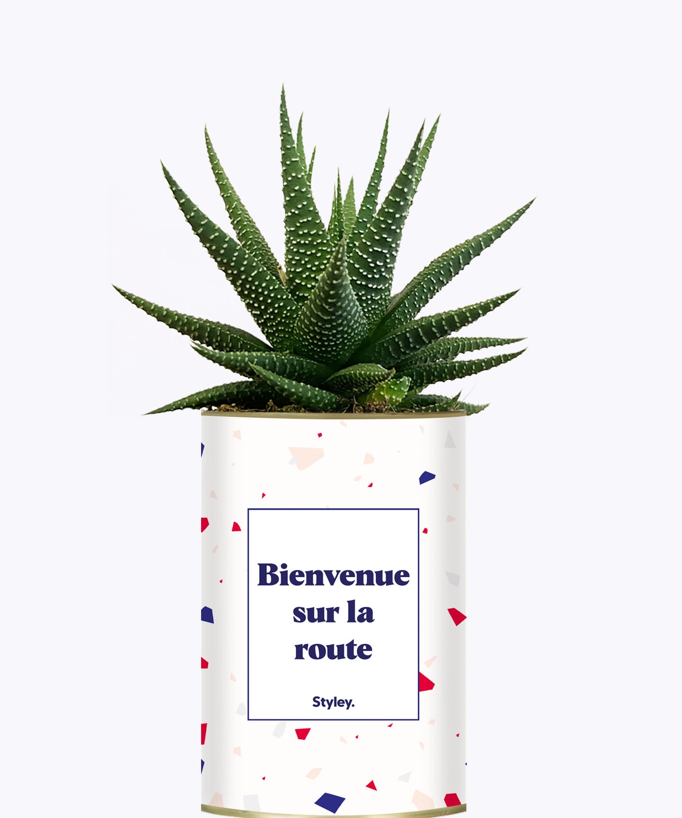 Bienvenue sur la route - Cactus