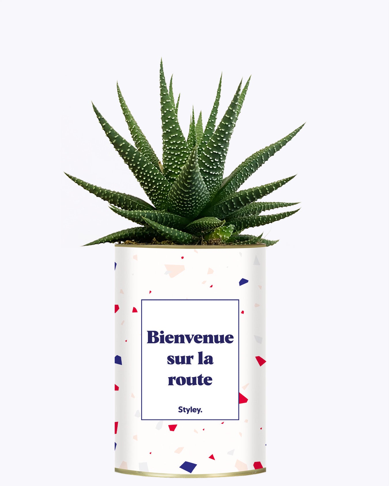 Bienvenue sur la route - Cactus