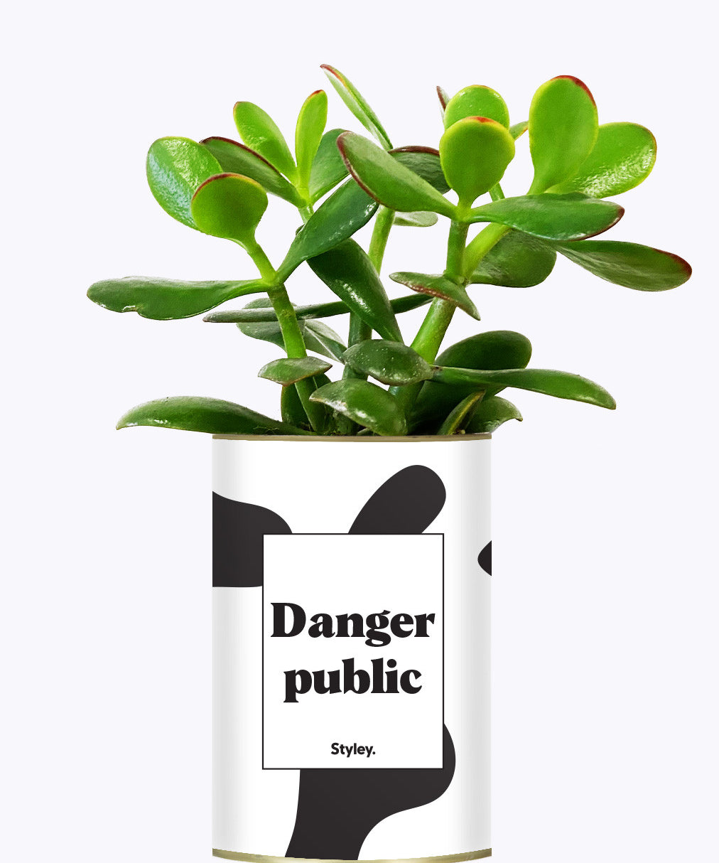 Danger Public - Cactus