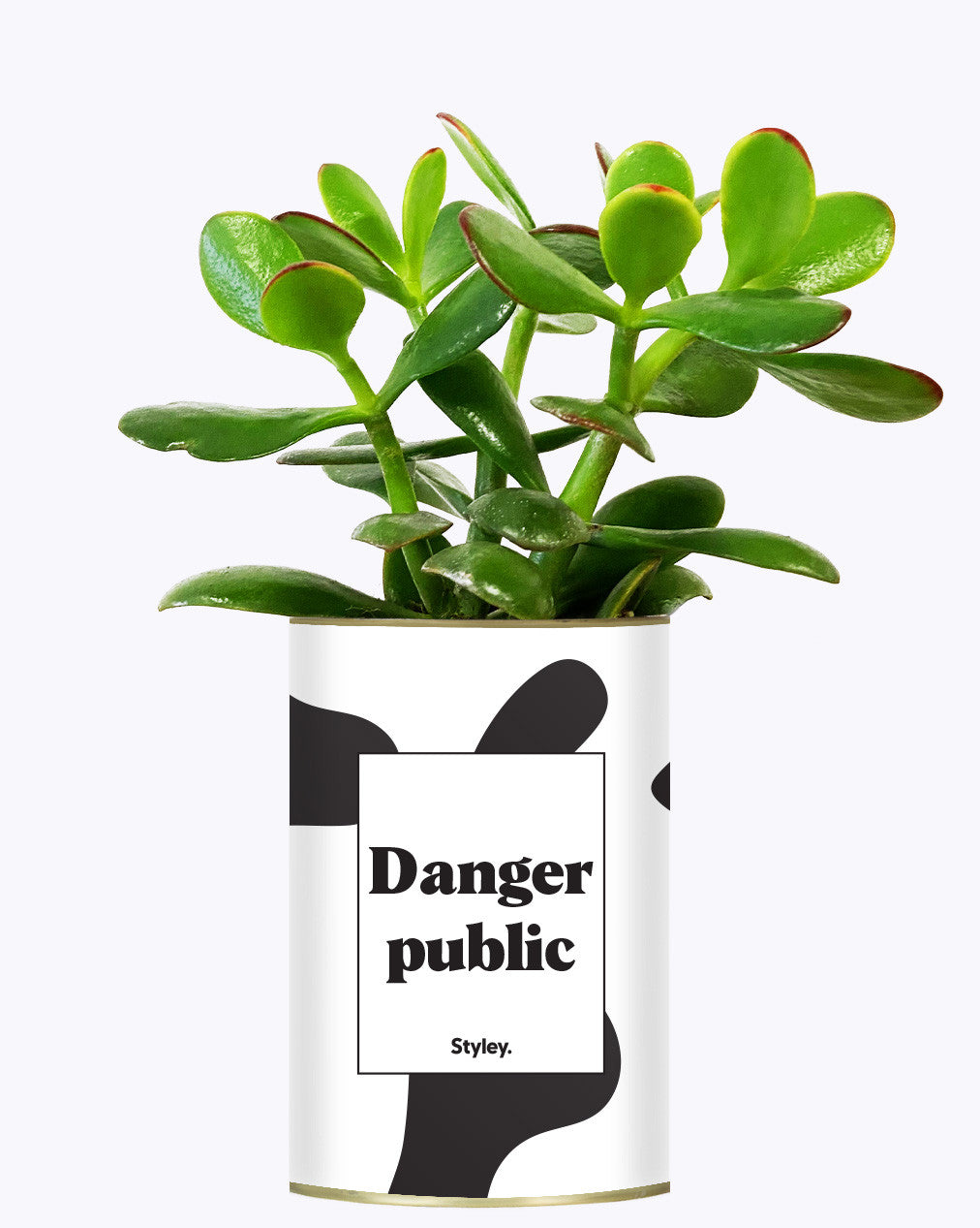 Danger Public - Cactus