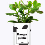Danger Public - Cactus