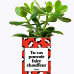 Tu vas pouvoir faire chauffeur - Cactus