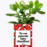 Tu vas pouvoir faire chauffeur - Cactus