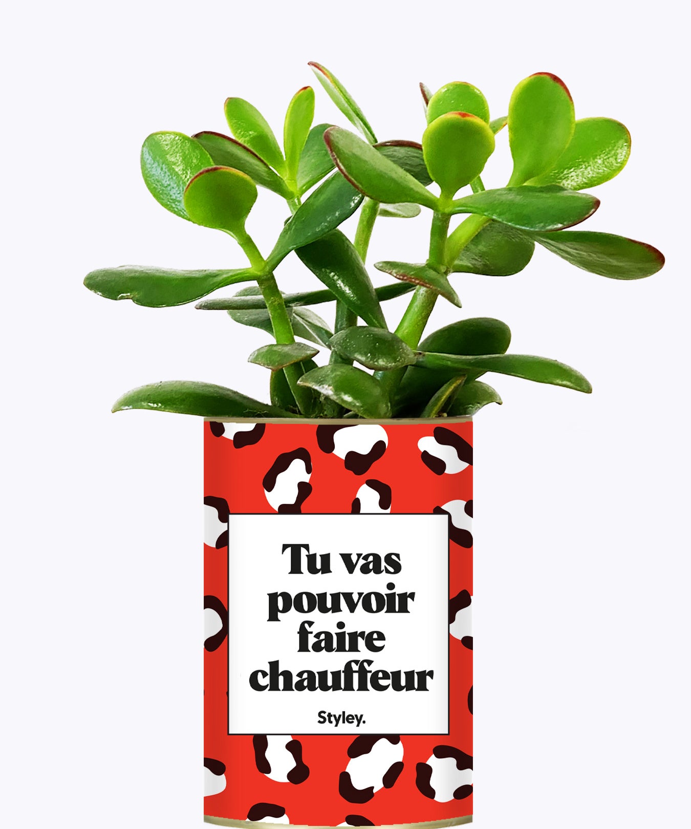 Tu vas pouvoir faire chauffeur - Cactus