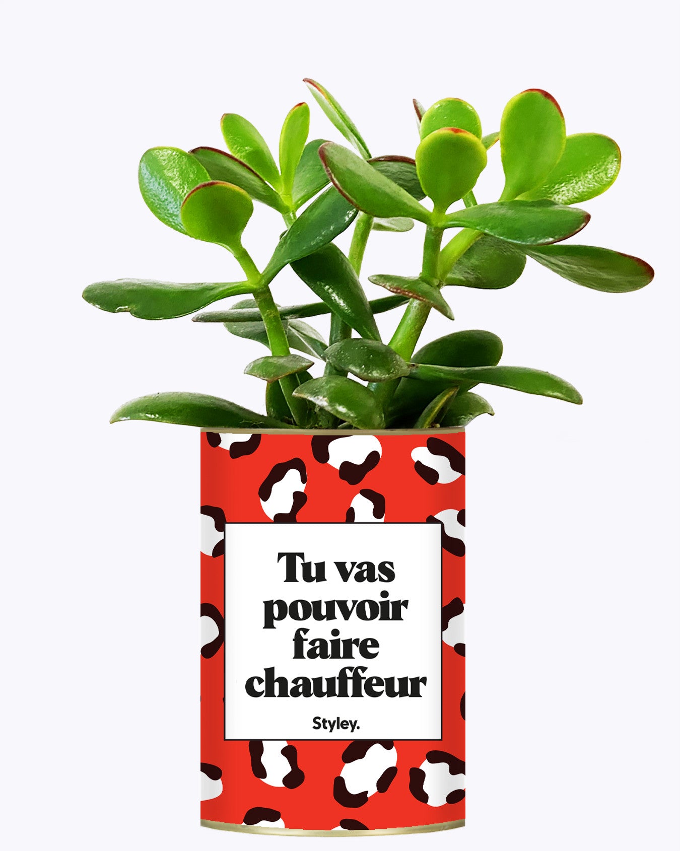 Tu vas pouvoir faire chauffeur - Cactus