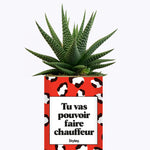 Tu vas pouvoir faire chauffeur - Cactus