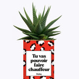 Tu vas pouvoir faire chauffeur - Cactus
