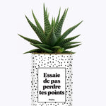 Essaie de ne pas perdre tes points - Cactus