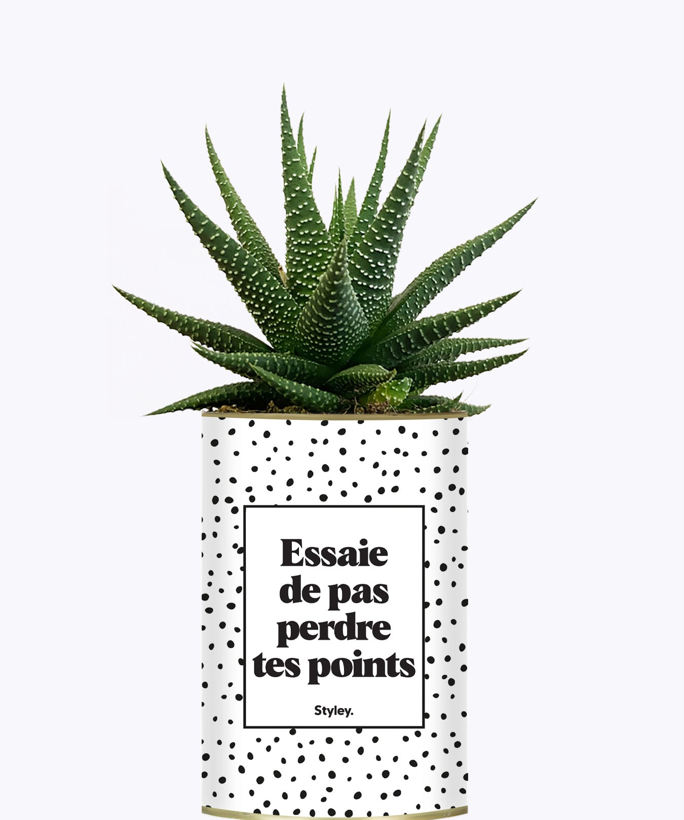 Essaie de ne pas perdre tes points - Cactus