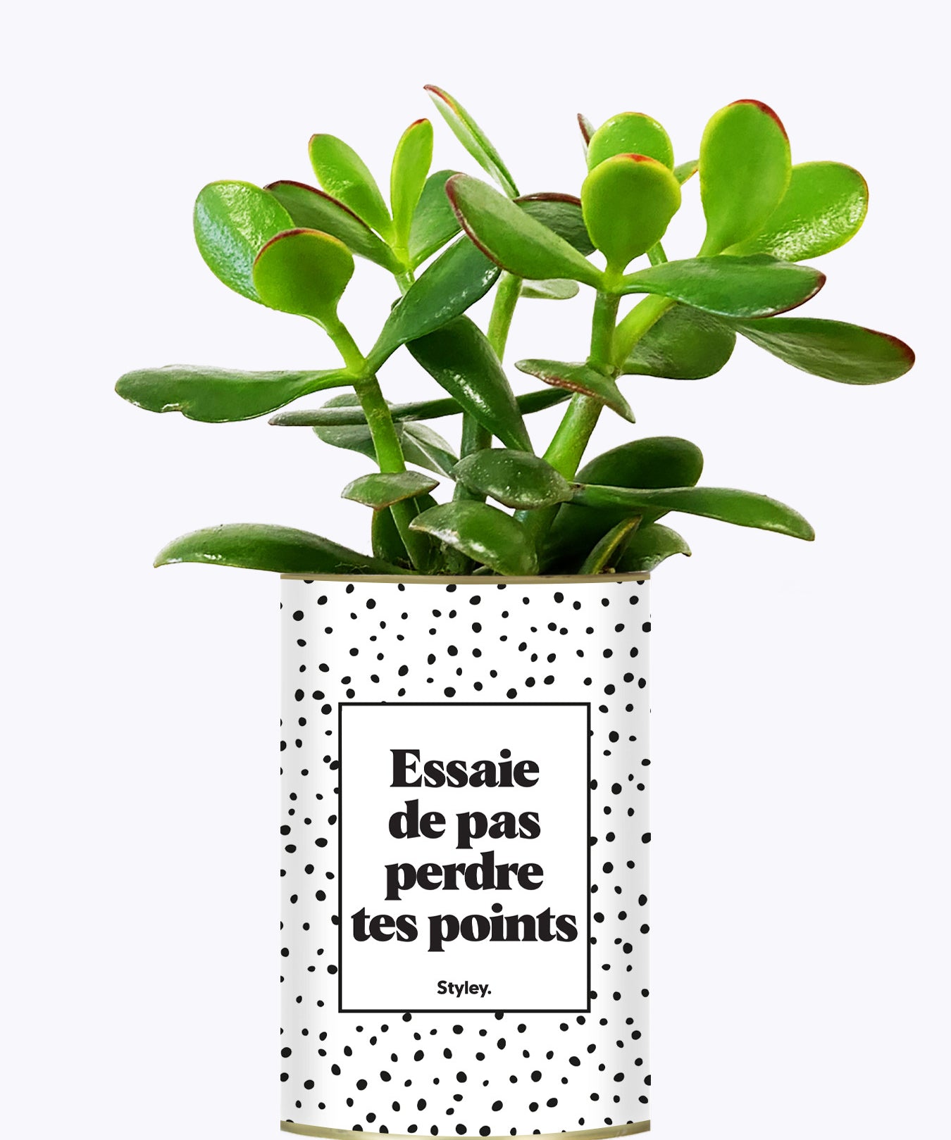 Essaie de ne pas perdre tes points - Cactus