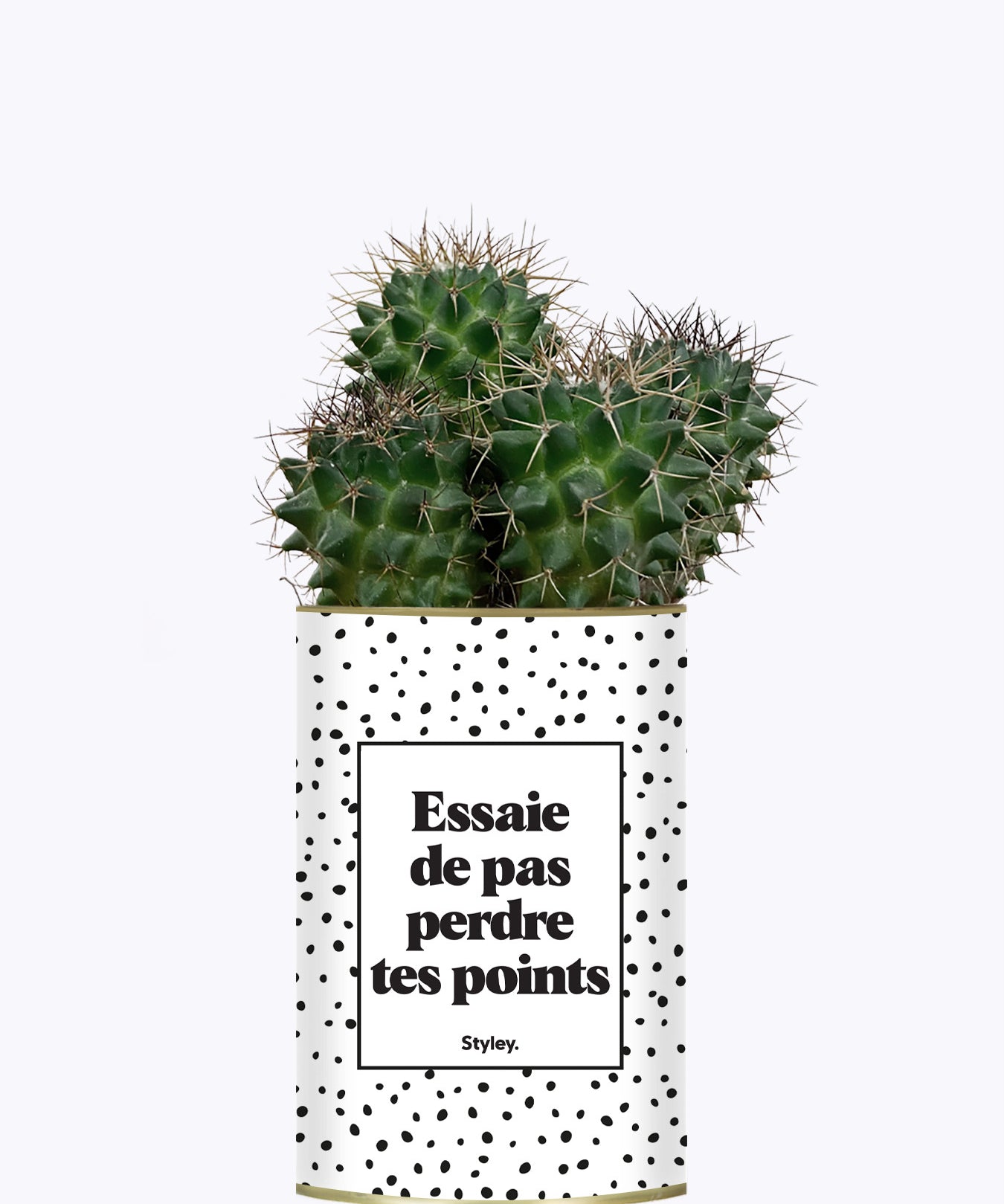 Essaie de ne pas perdre tes points - Cactus