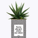 Tu n'as plus qu'à acheter une voiture - Cactus
