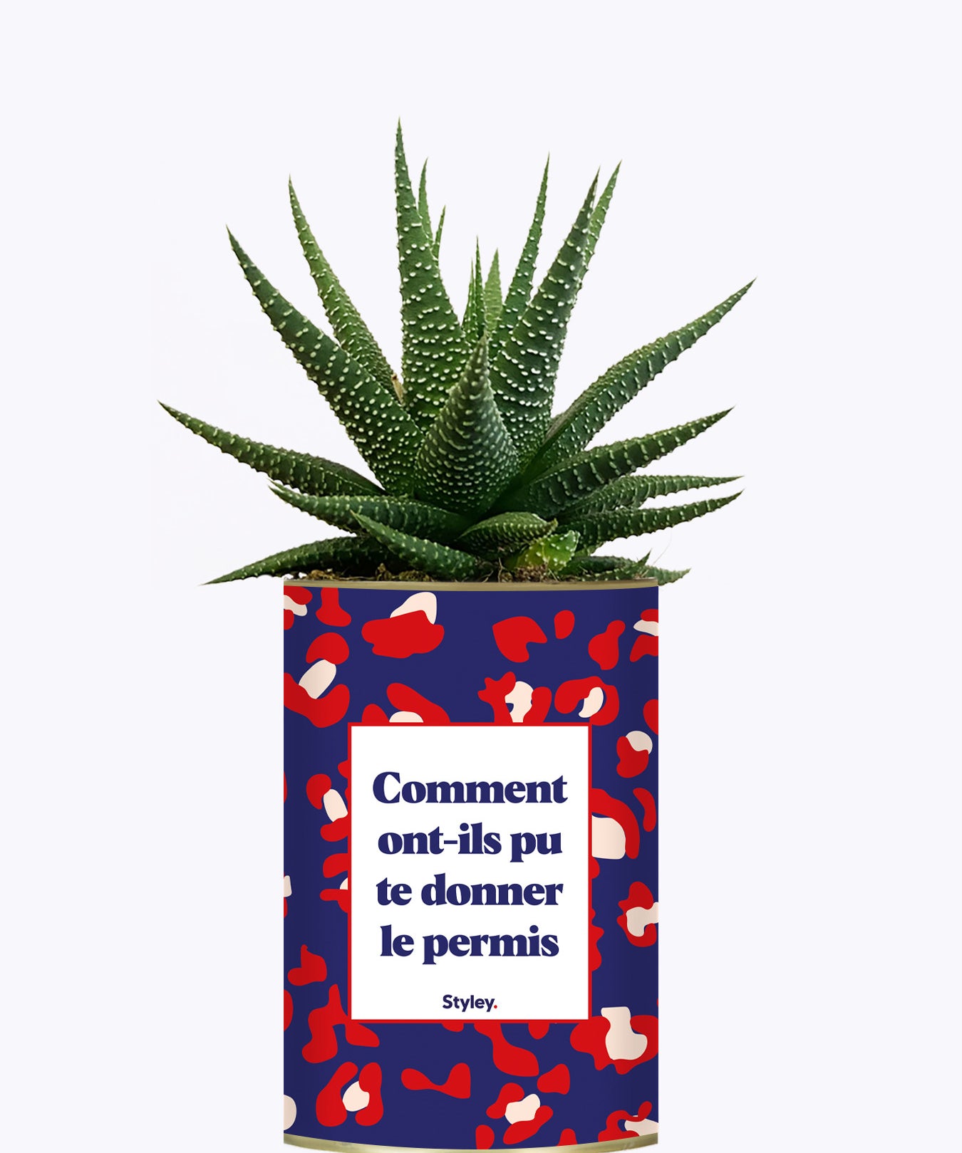 Comment ont-ils pu te donner le permis ? - Cactus