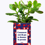 Comment ont-ils pu te donner le permis ? - Cactus