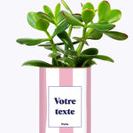 Rayures roses - Plante personnalisable