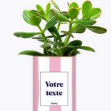 Rayures roses - Plante personnalisable