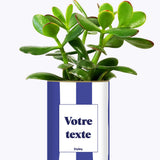 Rayures bleues - Plante personnalisable