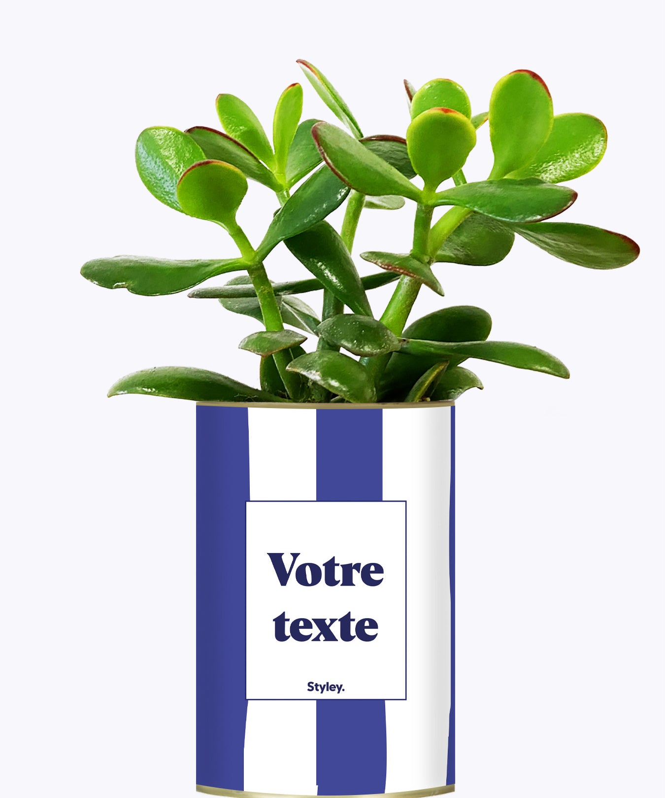 Rayures bleues - Plante personnalisable