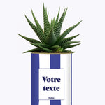 Rayures bleues - Plante personnalisable