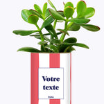 Rayures corail - Plante personnalisable