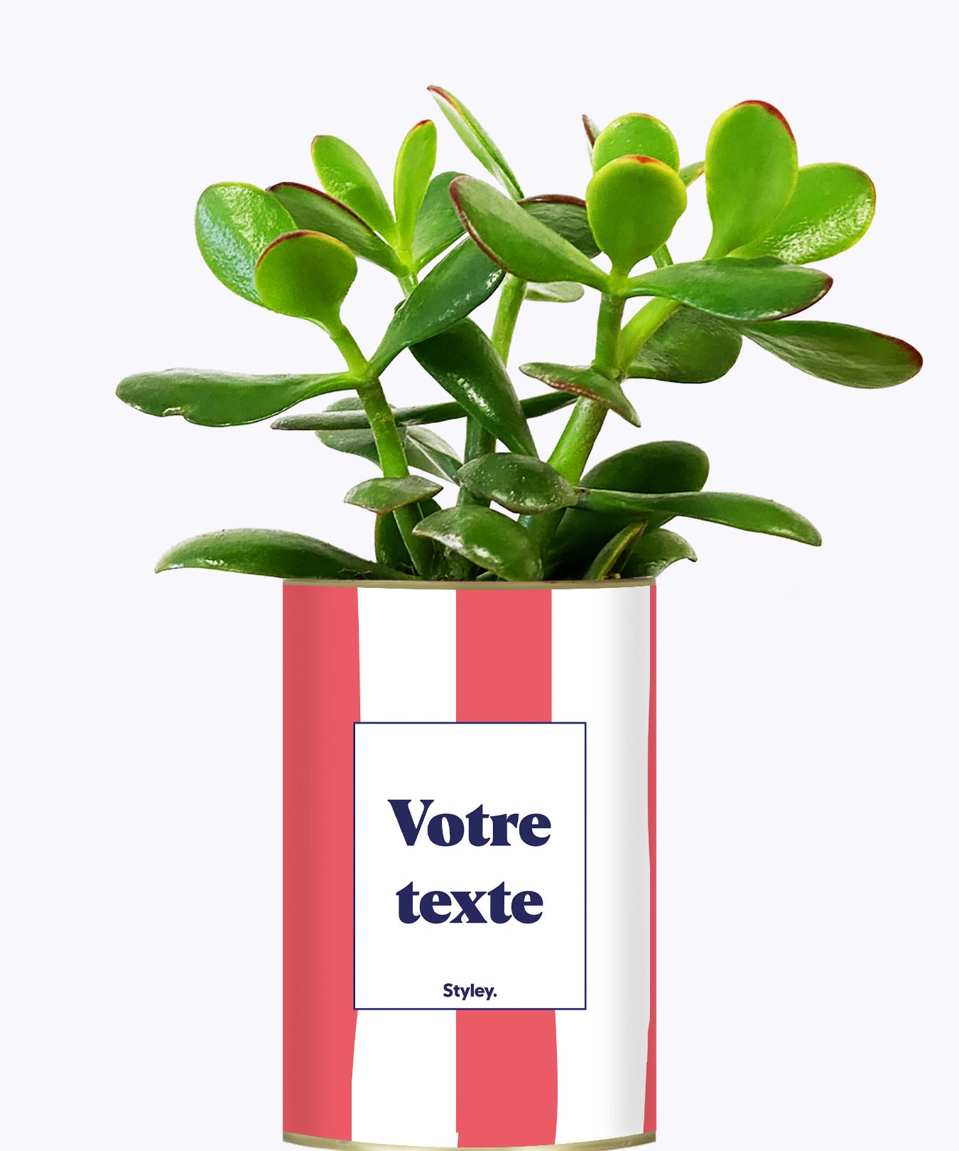 Rayures corail - Plante personnalisable