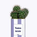 Rayures Parmes - Plante personnalisable