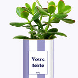 Rayures Parmes - Plante personnalisable