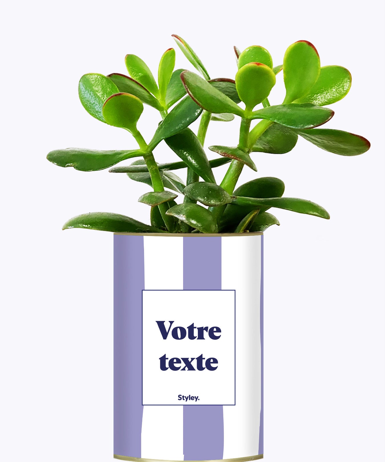 Rayures Parmes - Plante personnalisable