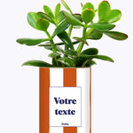 Rayures Terracotta - Plante personnalisable