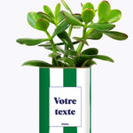 Rayures Vertes - Plante personnalisable