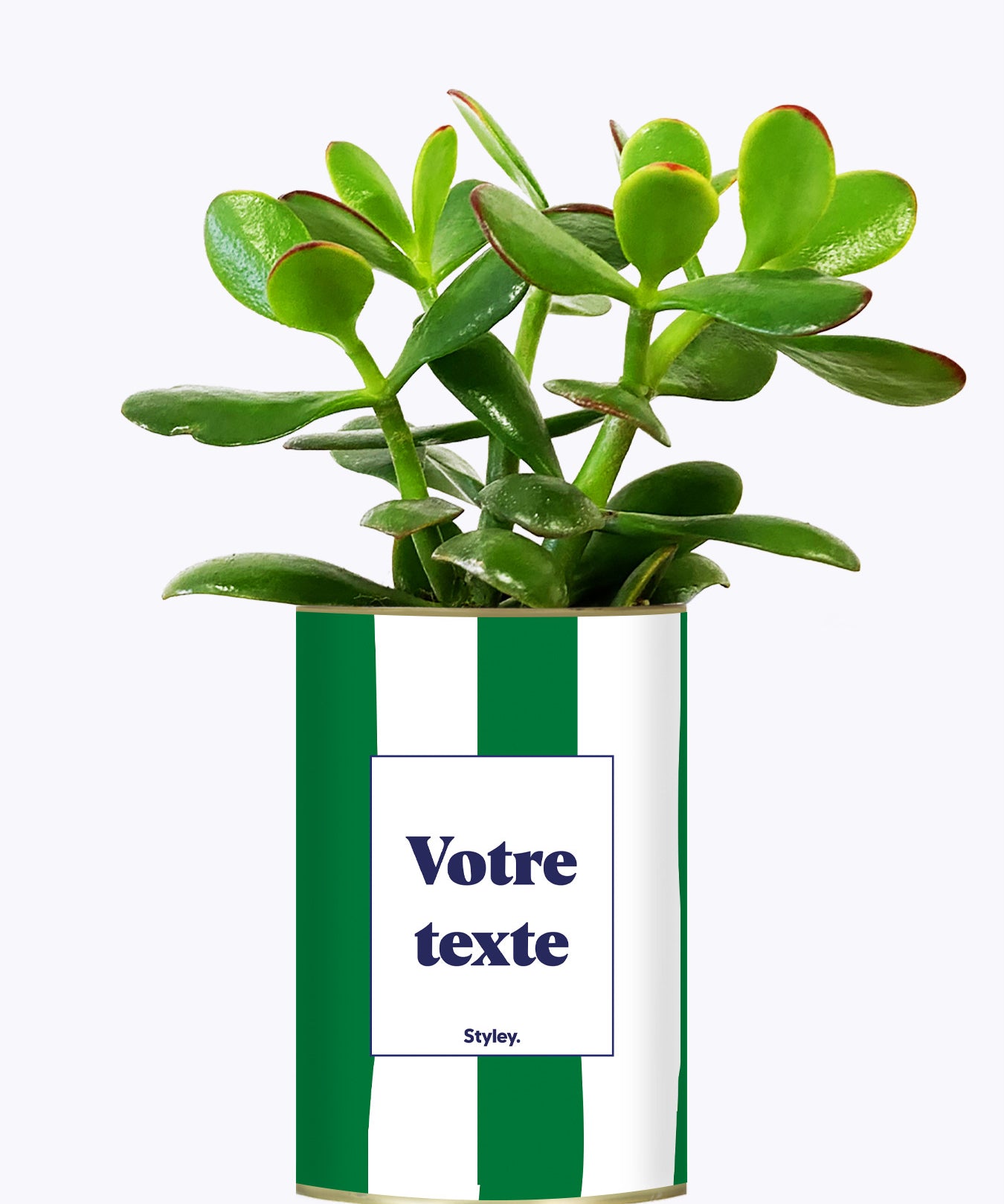Rayures Vertes - Plante personnalisable