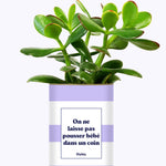 On ne laisse pas pousser bébé dans un coin - Cactus